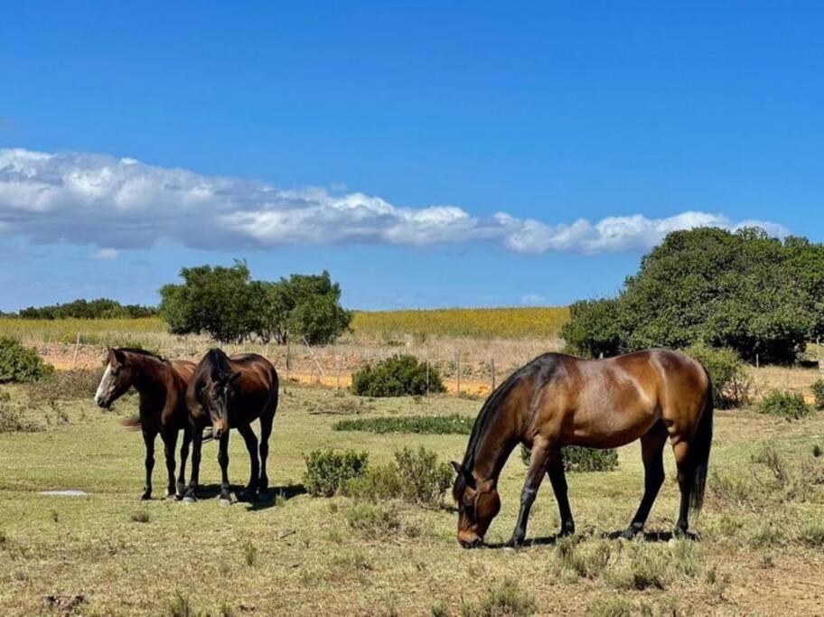 Heron Cottage - Living The Breede Malgas Dış mekan fotoğraf